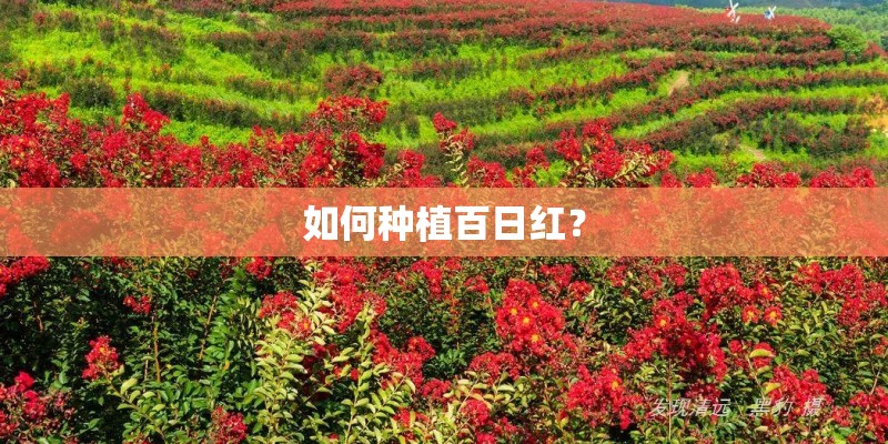 如何种植百日红？