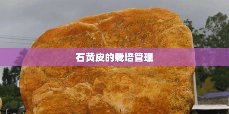 石黄皮的栽培管理