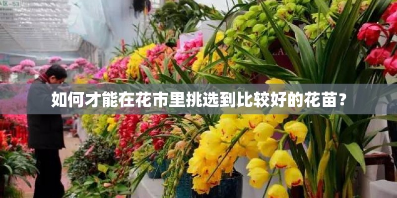 如何才能在花市里挑选到比较好的花苗？