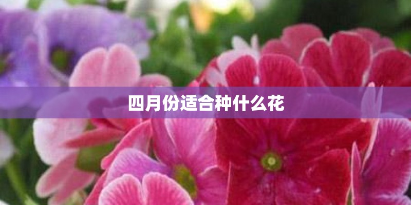 四月份适合种什么花