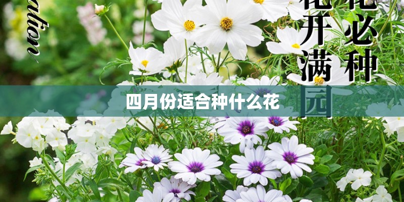 四月份适合种什么花