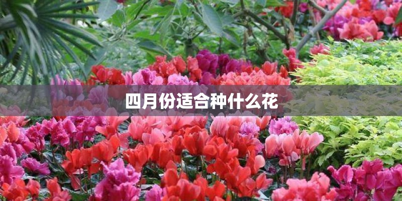 四月份适合种什么花
