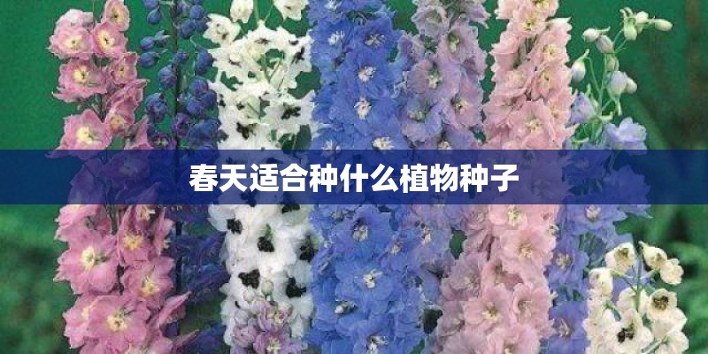 春天适合种什么植物种子