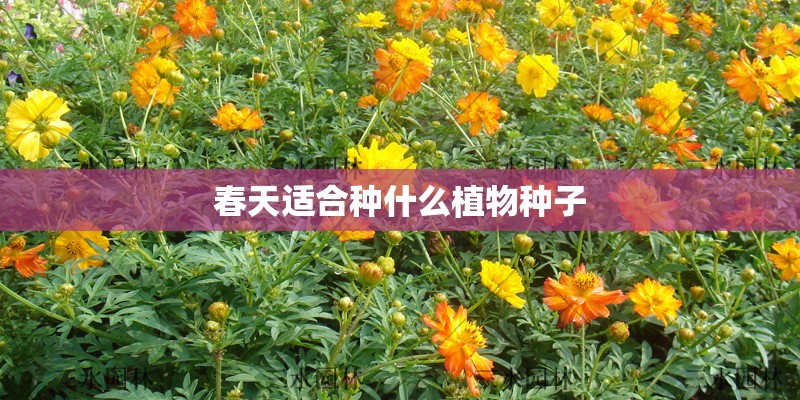 春天适合种什么植物种子 春天适合种什么植物种子