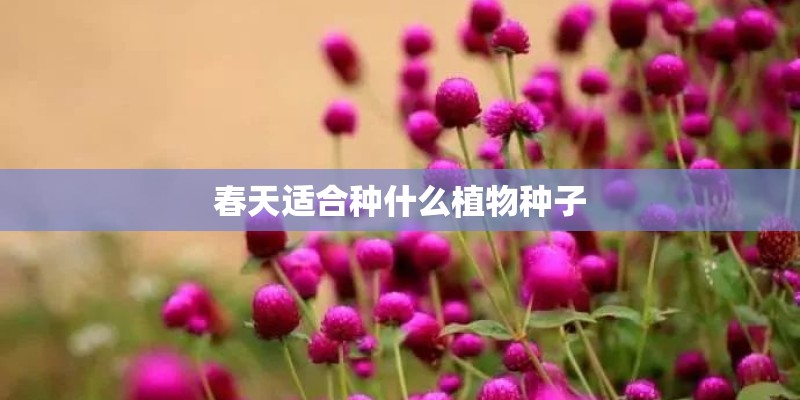 春天适合种什么植物种子 春天适合种什么植物种子