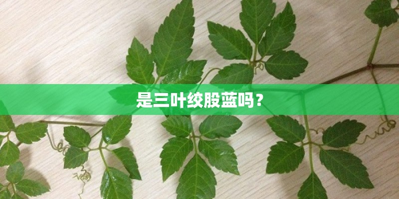 是三叶绞股蓝吗？