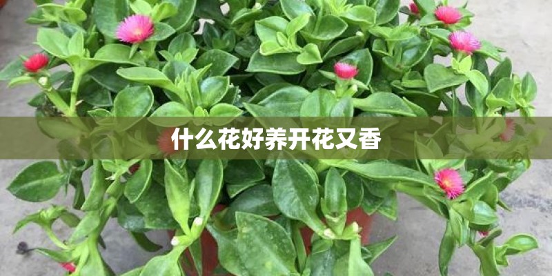 什么花好养开花又香