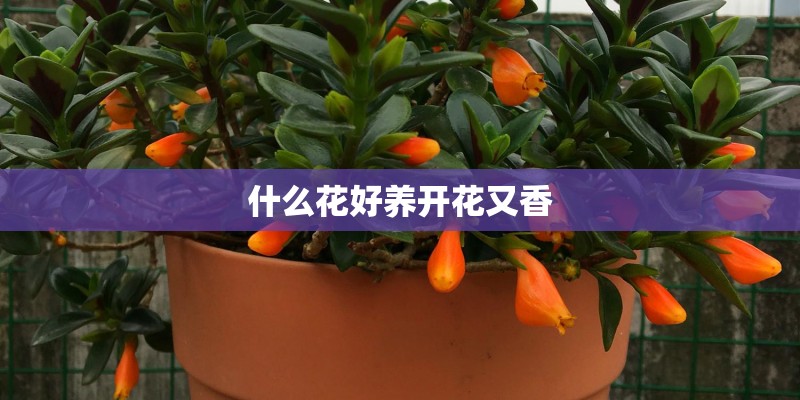 什么花好养开花又香