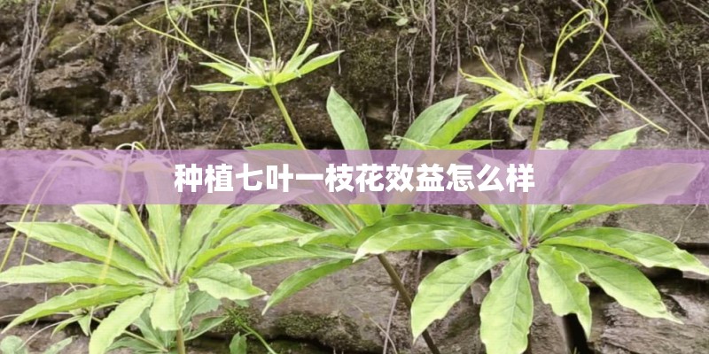 种植七叶一枝花效益怎么样