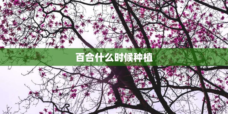百合什么时候种植