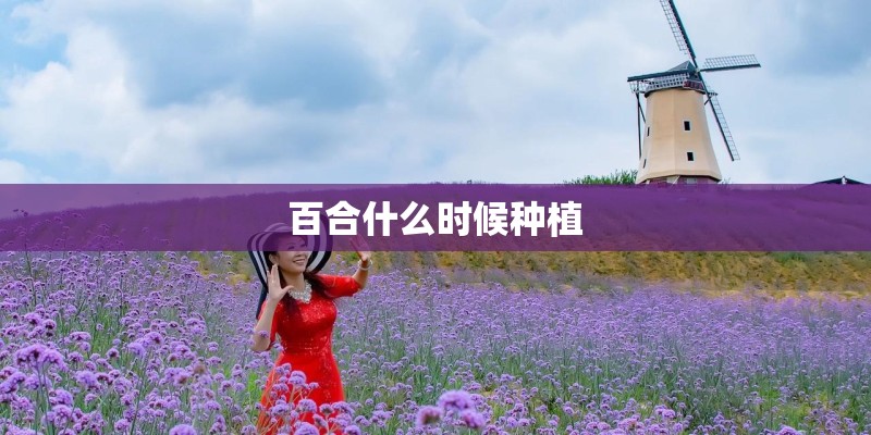 百合什么时候种植 百合什么时候种植