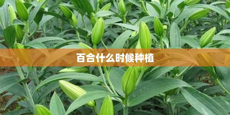 百合什么时候种植 百合什么时候种植