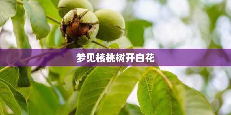 梦见核桃树开白花 梦见核桃树开白花