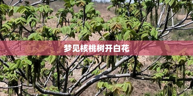 梦见核桃树开白花 梦见核桃树开白花