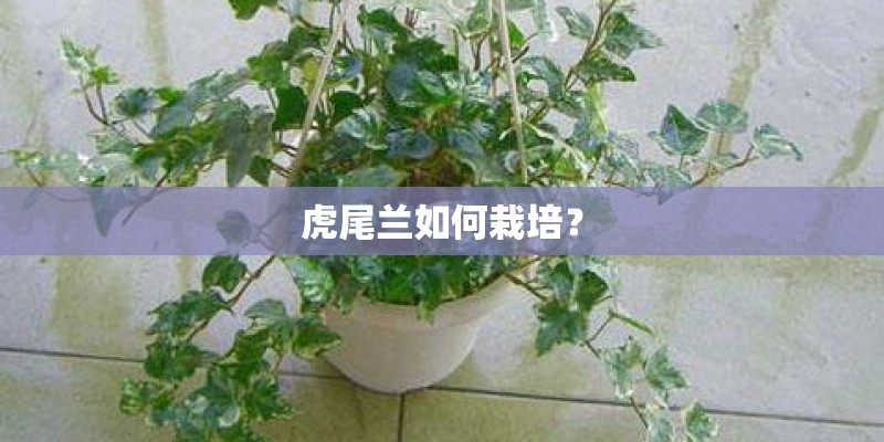 虎尾兰如何栽培？