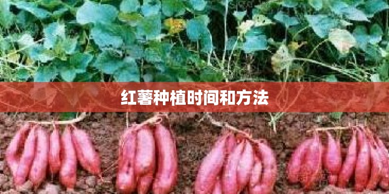 红薯种植时间和方法