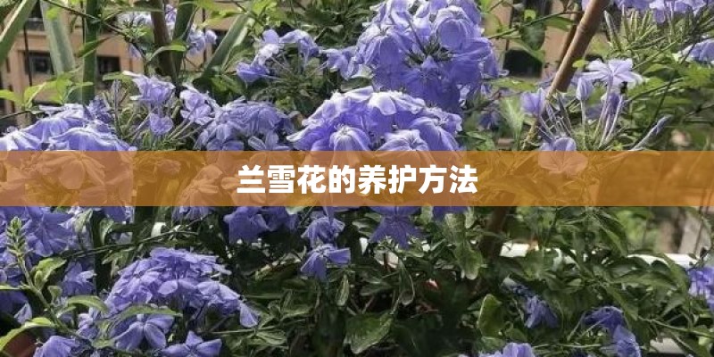 兰雪花的养护方法