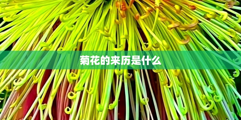 菊花的来历是什么