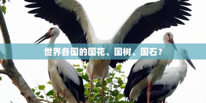 世界各国的国花、国树、国石？