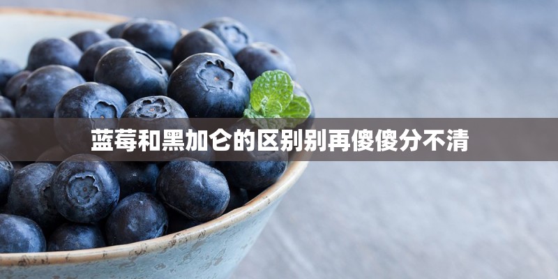 蓝莓和黑加仑的区别别再傻傻分不清