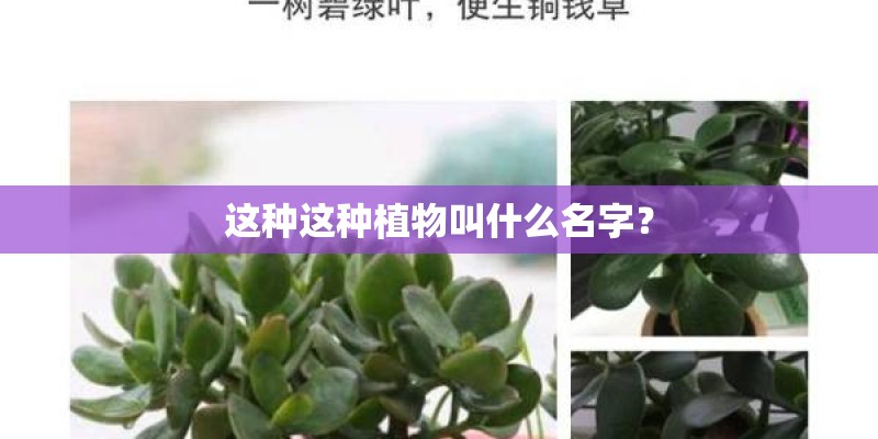 这种这种植物叫什么名字？