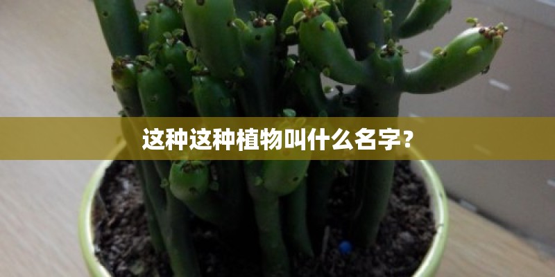 这种这种植物叫什么名字？
