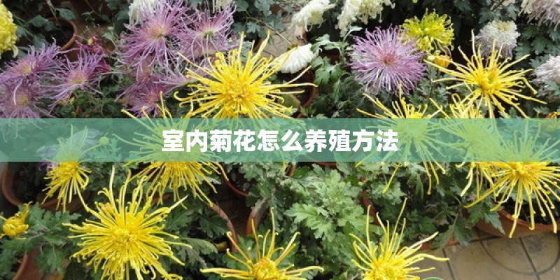 室内菊花怎么养殖方法