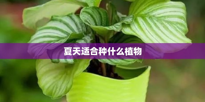夏天适合种什么植物 夏天适合种什么植物