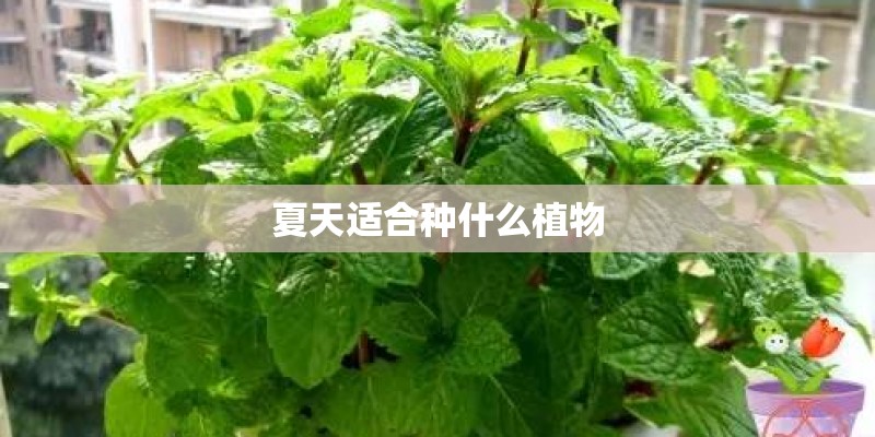 夏天适合种什么植物 夏天适合种什么植物