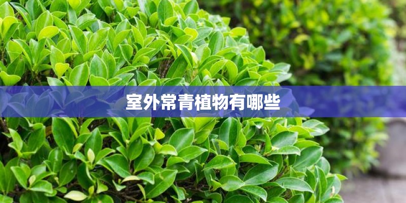 室外常青植物有哪些
