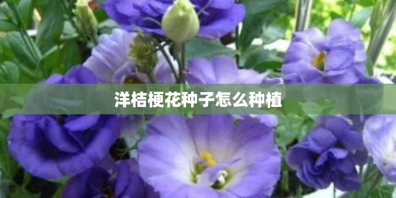 洋桔梗花种子怎么种植
