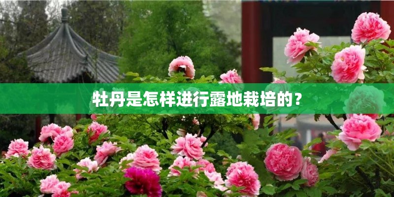 牡丹是怎样进行露地栽培的？