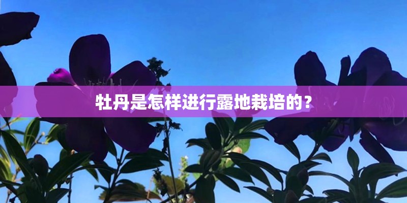 牡丹是怎样进行露地栽培的？