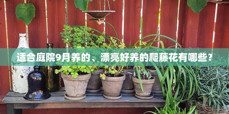 适合庭院9月养的、漂亮好养的爬藤花有哪些？