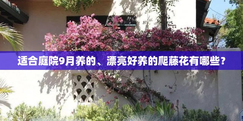 适合庭院9月养的、漂亮好养的爬藤花有哪些？