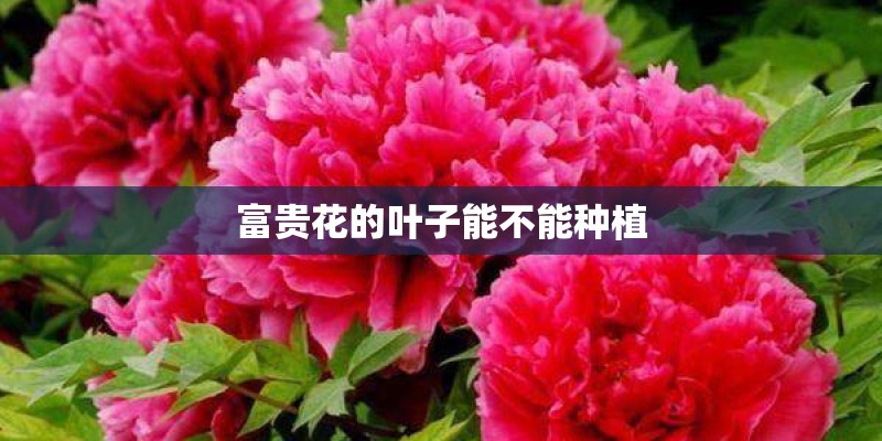 富贵花的叶子能不能种植