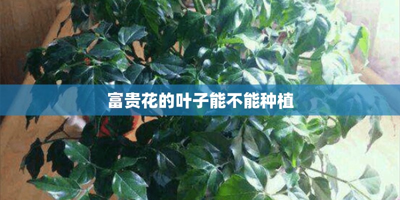富贵花的叶子能不能种植