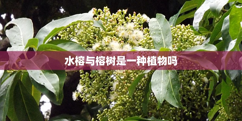 水榕与榕树是一种植物吗