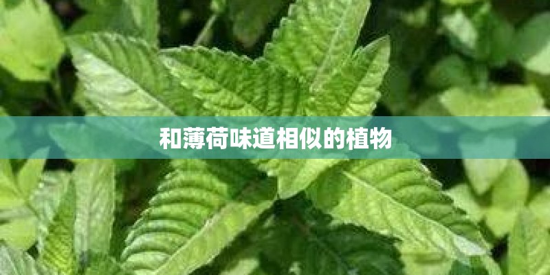 和薄荷味道相似的植物