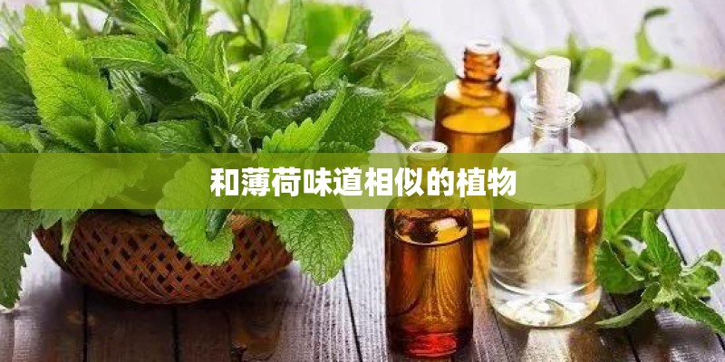 和薄荷味道相似的植物