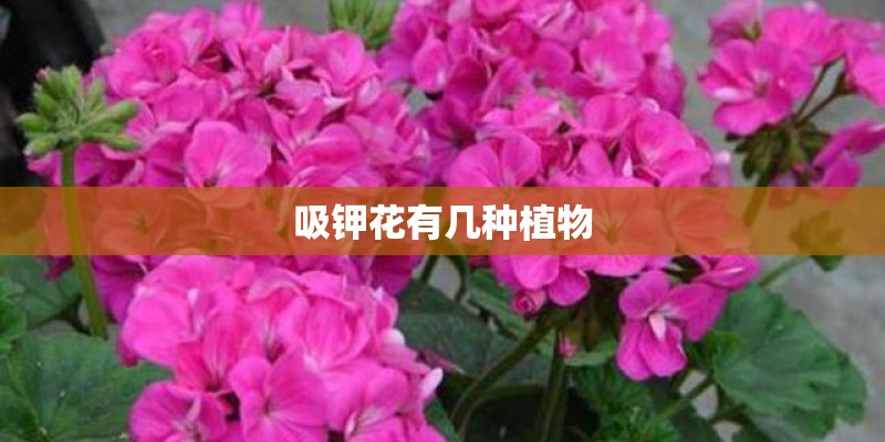 吸钾花有几种植物
