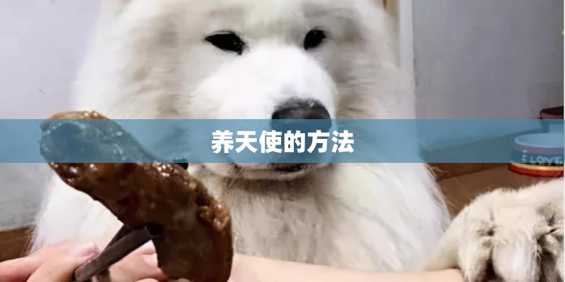 养天使的方法