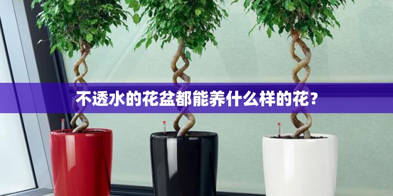 不透水的花盆都能养什么样的花？