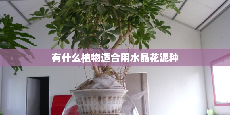 有什么植物适合用水晶花泥种