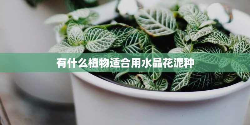 有什么植物适合用水晶花泥种