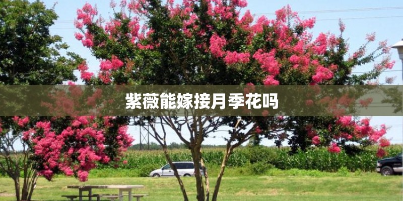 紫薇能嫁接月季花吗