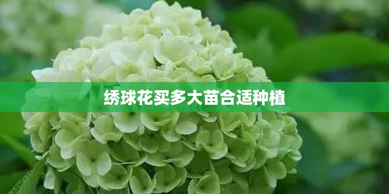绣球花买多大苗合适种植