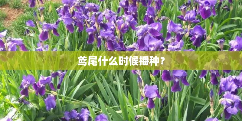 鸢尾什么时候播种？