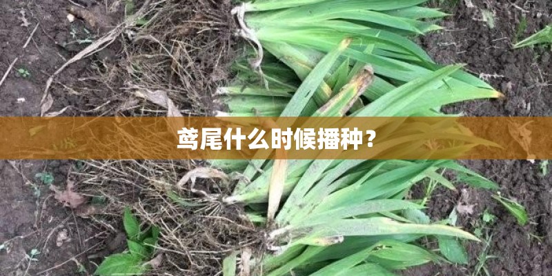 鸢尾什么时候播种？