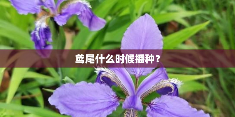 鸢尾什么时候播种？